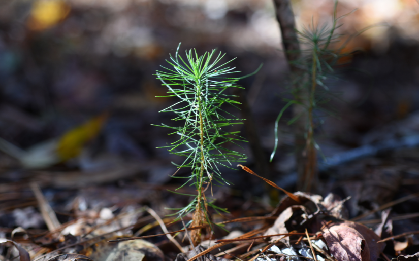 The Potential Effects of an Expanding Forest Carbon Market